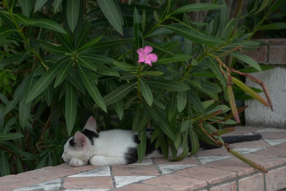 Bonavista Brelaアパートメント エクステリア 写真
